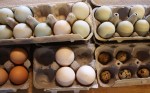 Thumbnail image for Fowl Thang: A Quail, Brown, Blue, Duck and Turkey Egg Throwdown